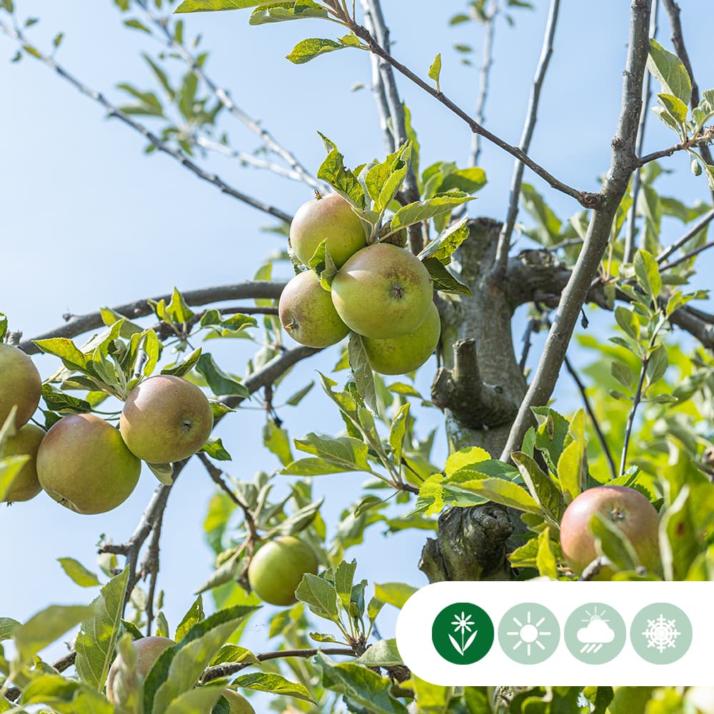 Großer Apfelbaum Elstar