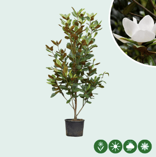 Magnolie grandiflora Solitär