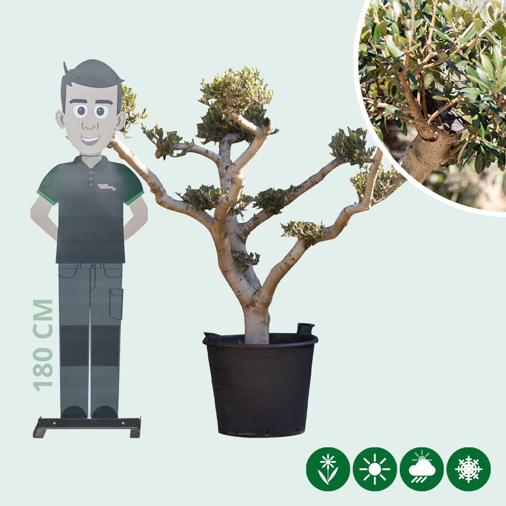 Olivenbaum 'Pom Pon'