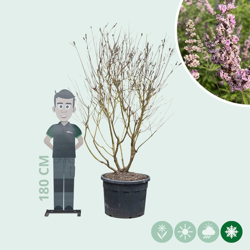 Mönchspfeffer 'Pink Pinnacle' Mehrstämmig