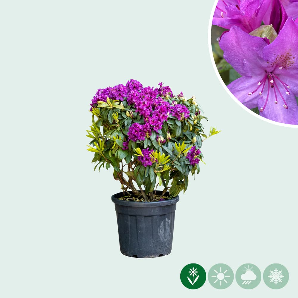 Rhododendron 'Azurro'