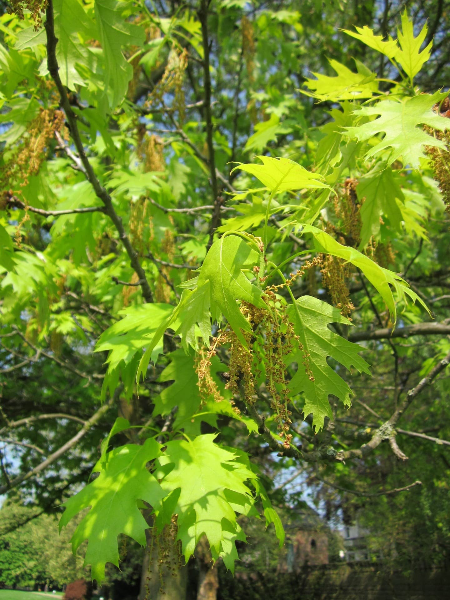 Scharlacheiche