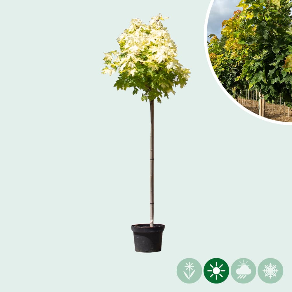 Bergahorn Kugelbaum