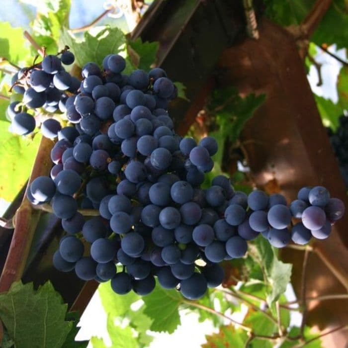 Weinreben 2