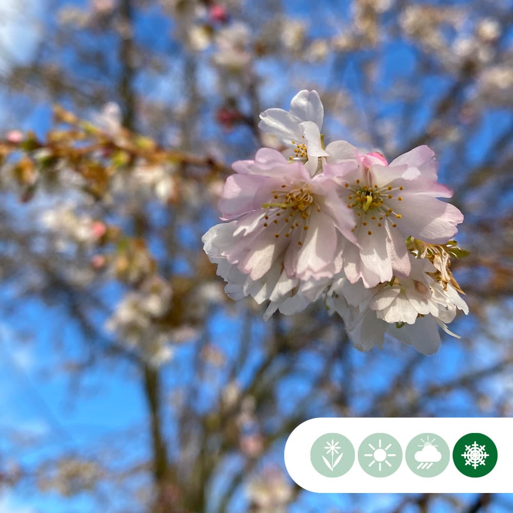 Japanische Blütenkirsche 'Autumnalis Rosea'
