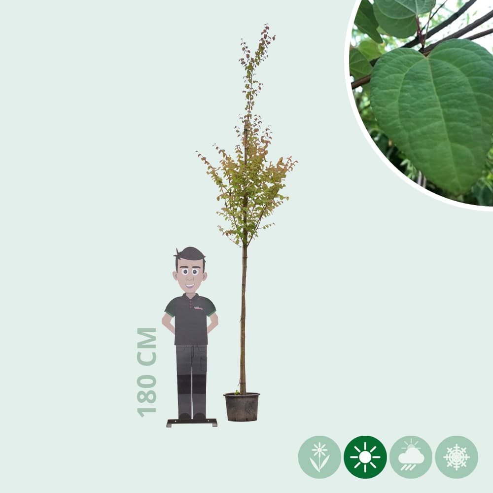 Katsura-Baum