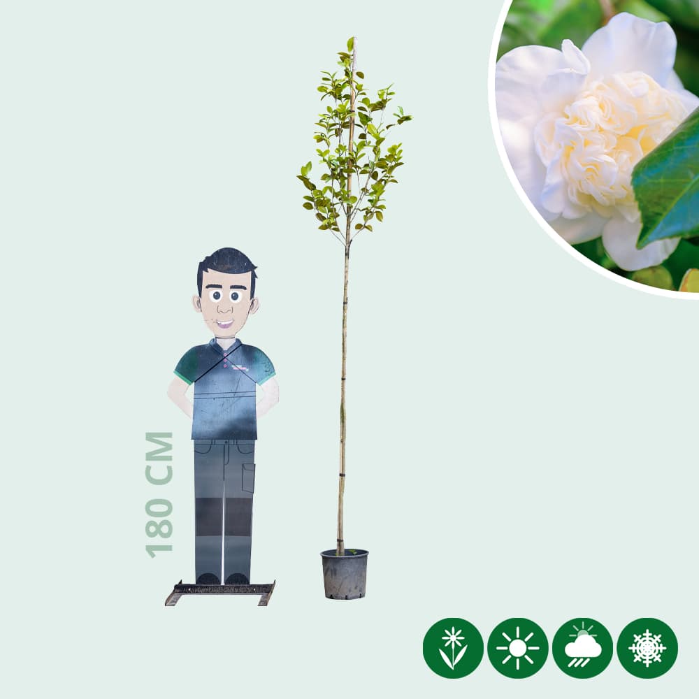 Camellia 'Snowball' Hochstamm