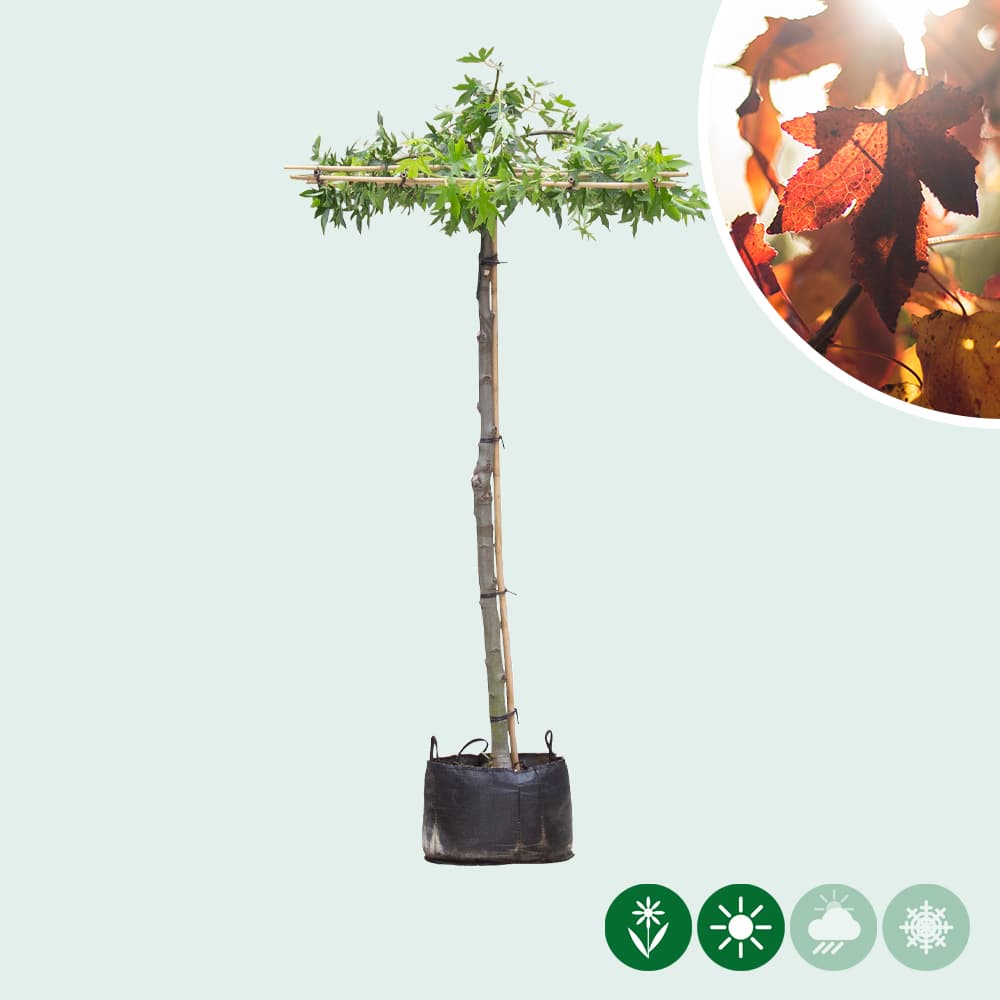 Amberbaum Dachform