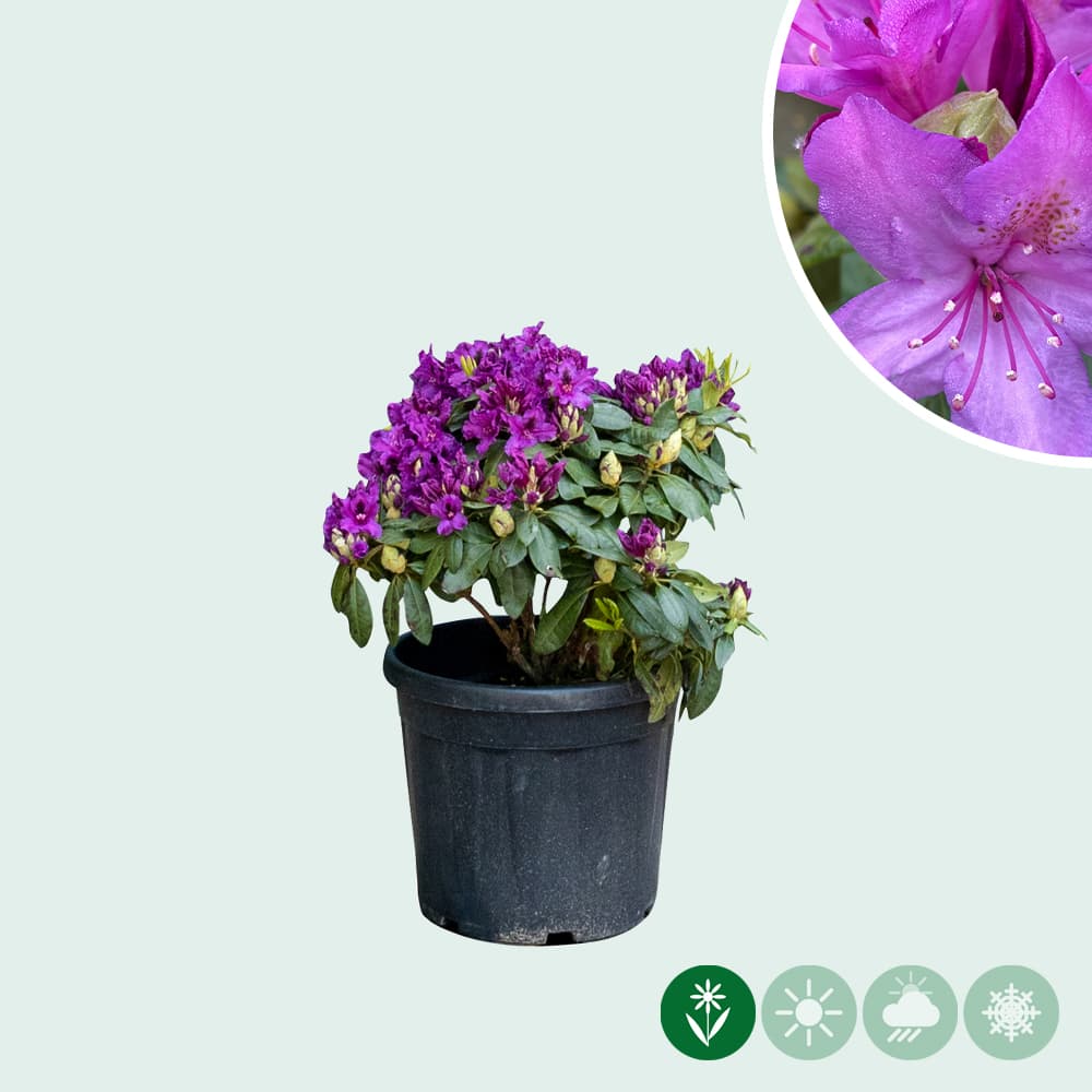 Rhododendron Azurro