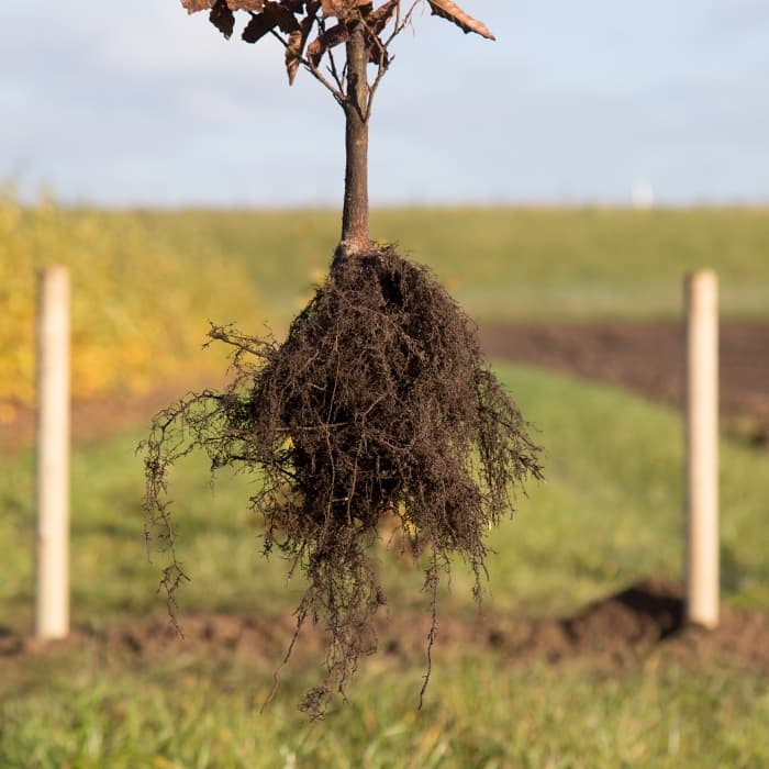 Blutbuchenhecke pro Meter zweireihig