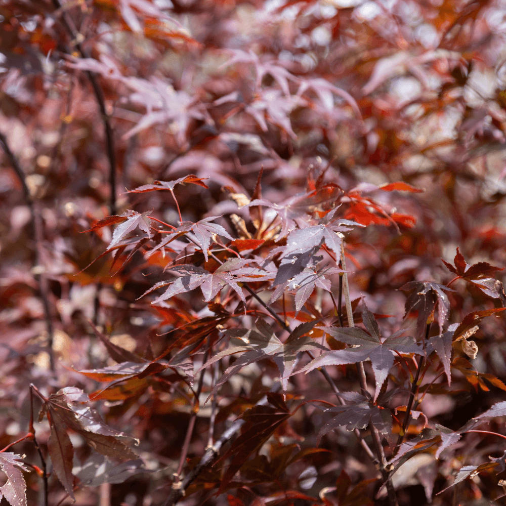 Mehrstämmige Bäume