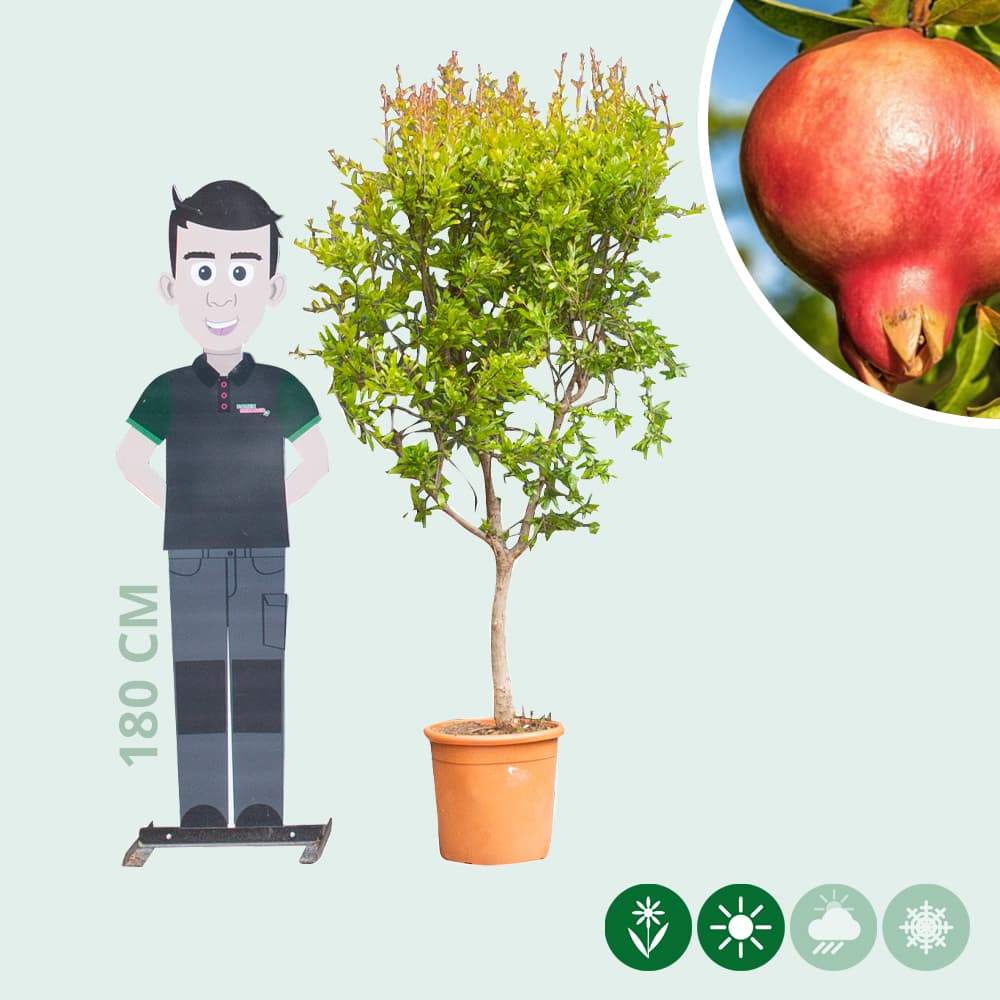 Granatapfelbaum