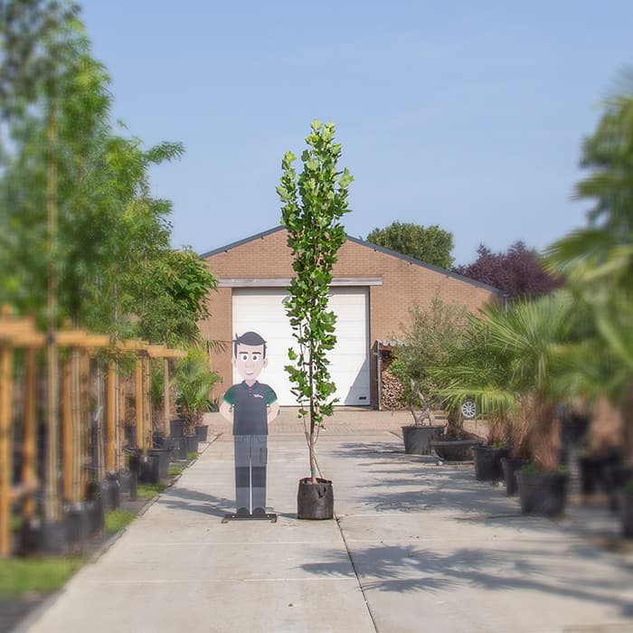 Säulen-Tulpenbaum
