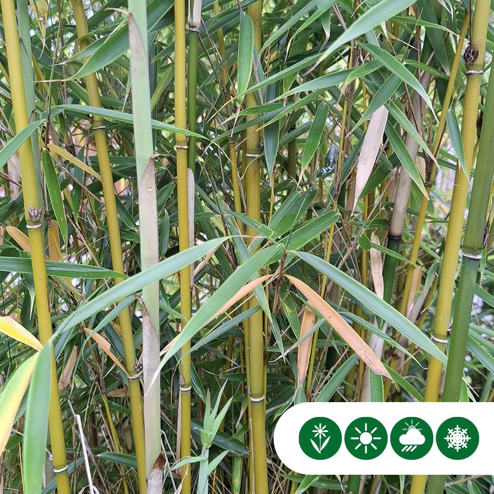 Bambus Fargesia robusta 'Campbell'