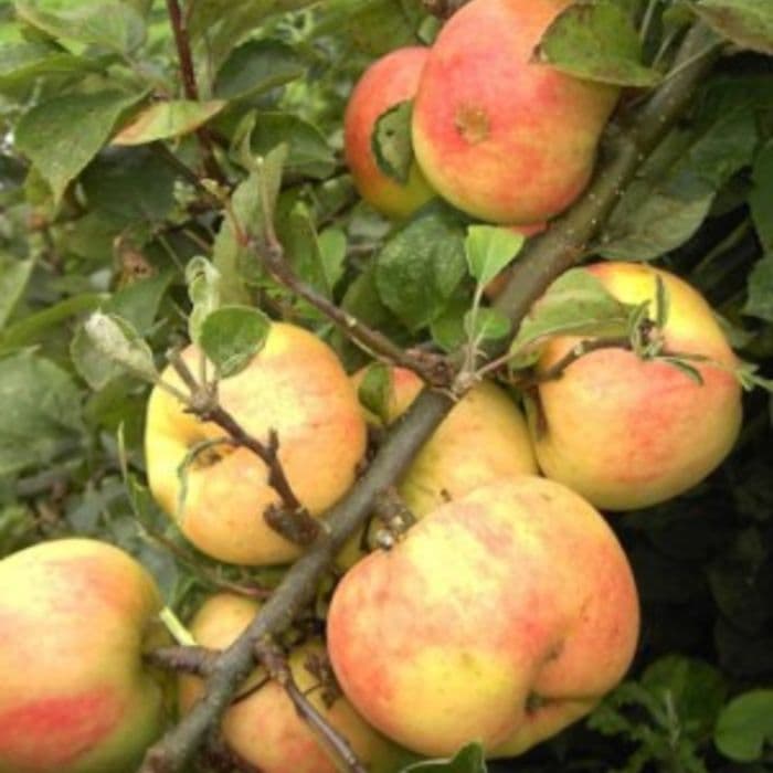 Apfelbaum Malus domesitca Glorie van Holland 2