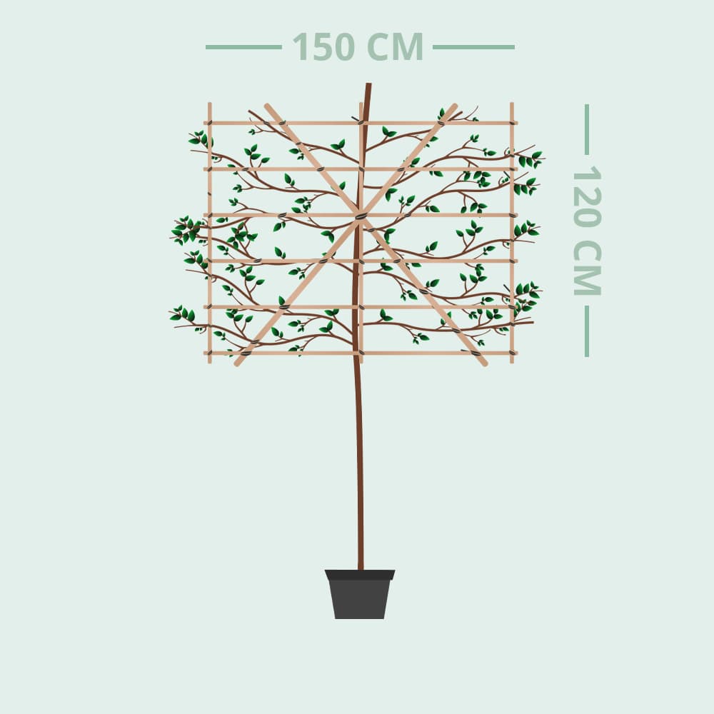 Amberbaum als Spalier