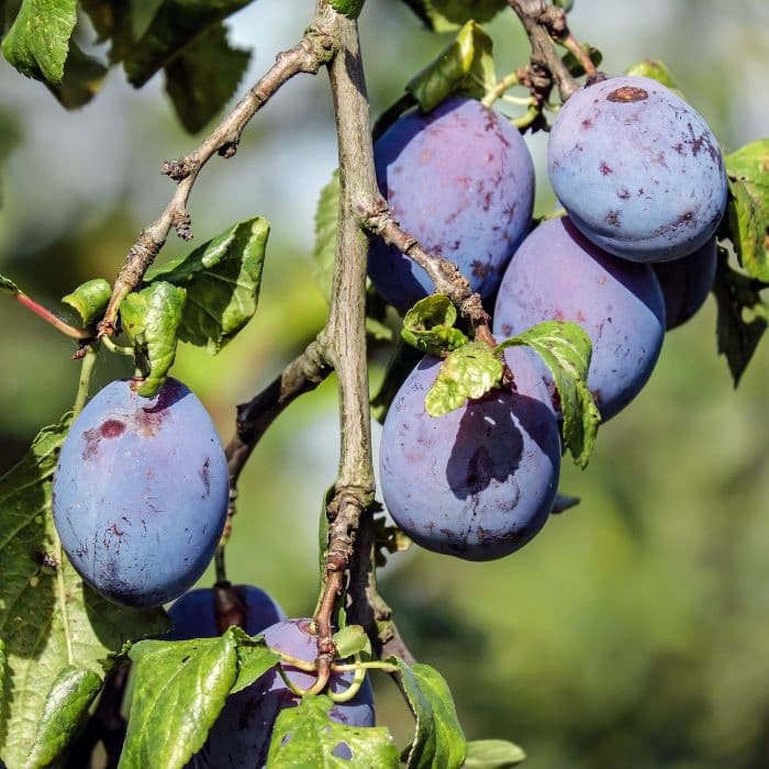 Prunus domestica Czar
