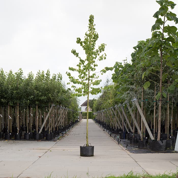 Baum-Hasel 2
