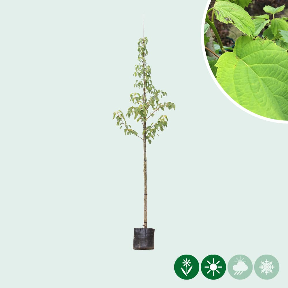 Taschentuchbaum