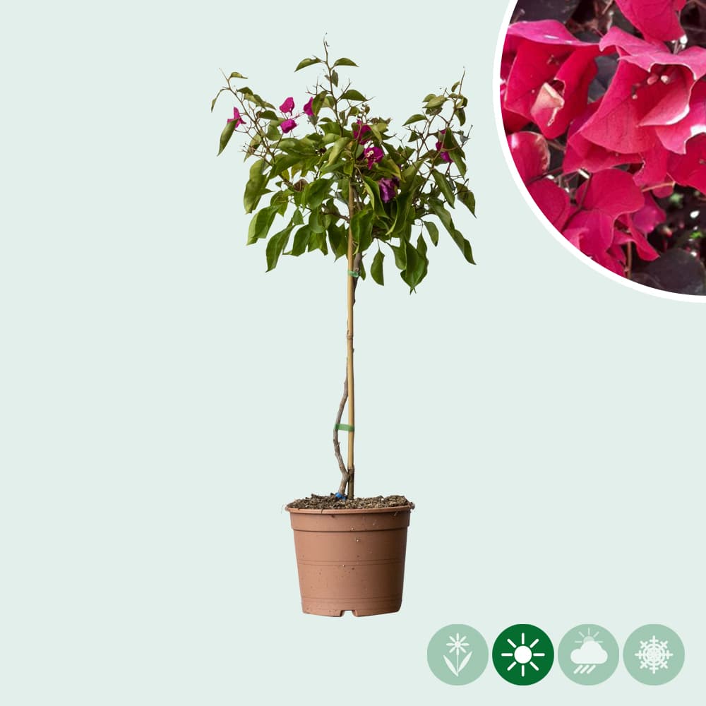 Bougainvillea