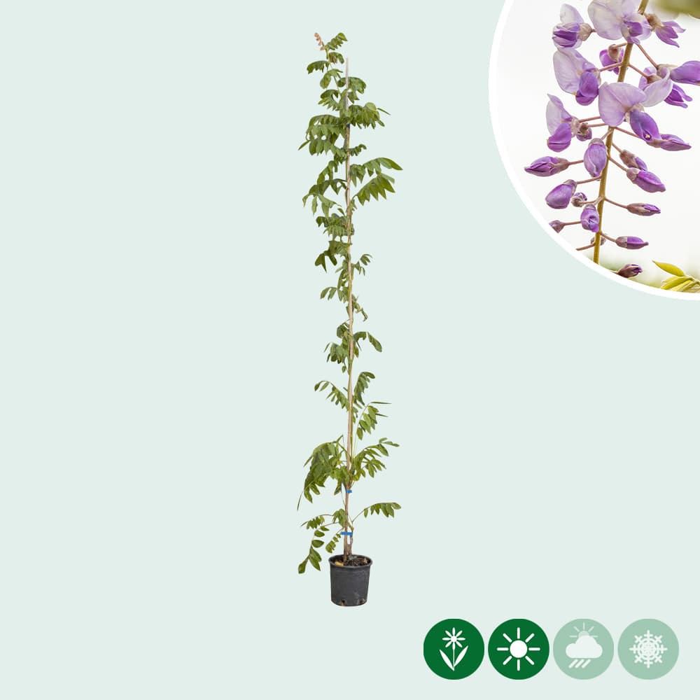 Blauregen sinensis
