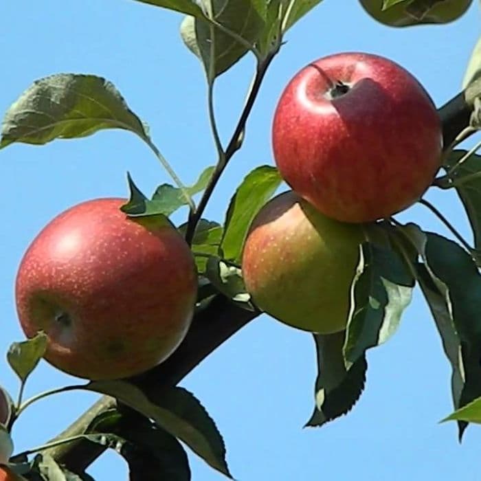 Apfelbaum Apfelbaum Malus domestica Benoni 2
