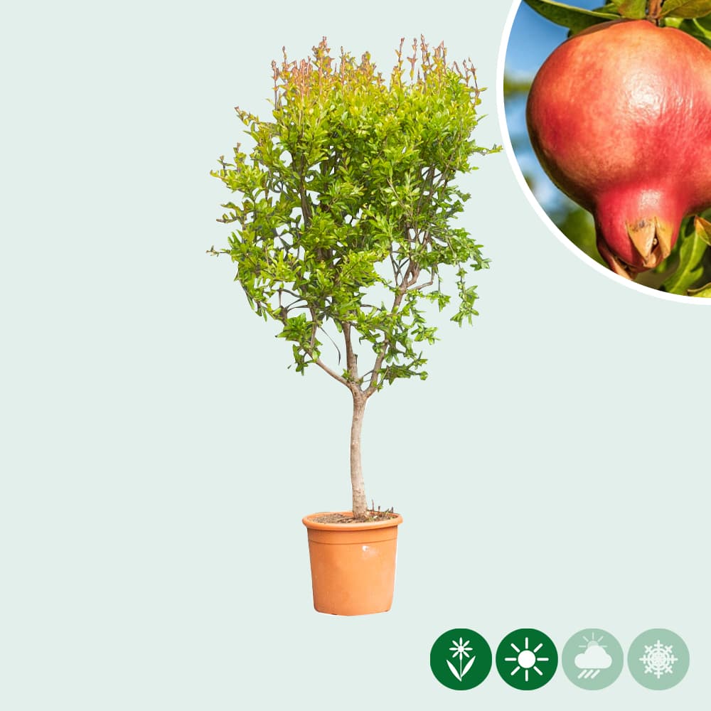 Granatapfelbaum