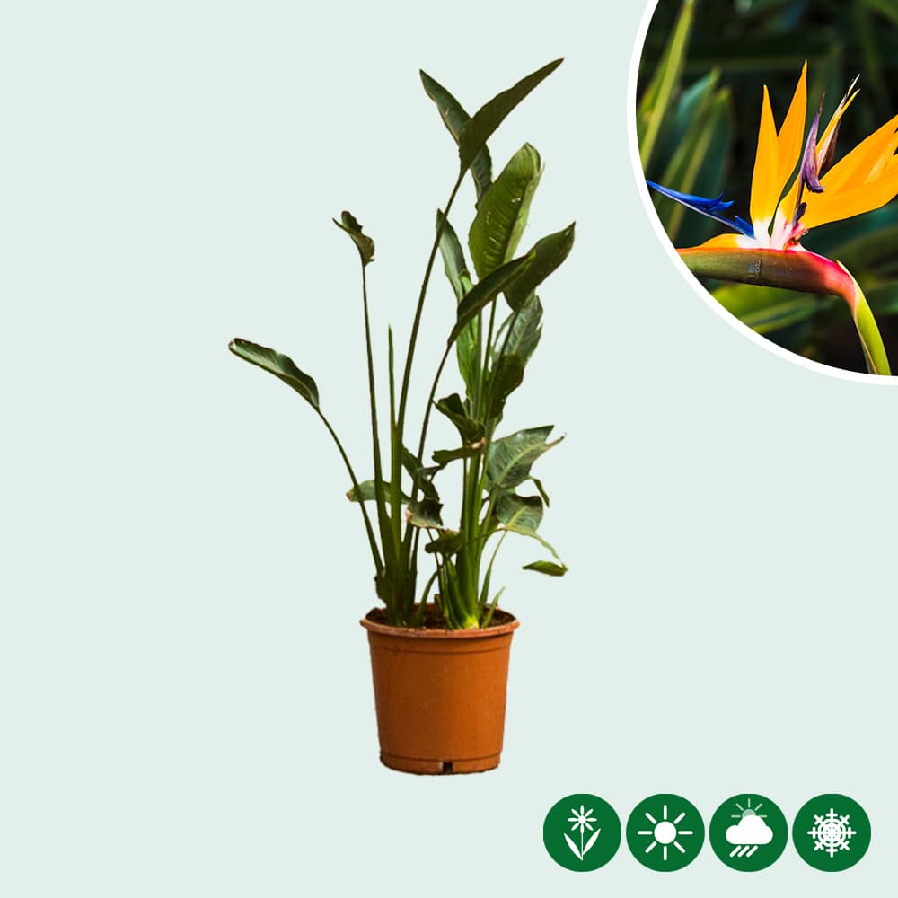 Paradiesvogelblume
