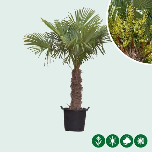 Chinesische Hanfpalme 60 cm Stammhöhe