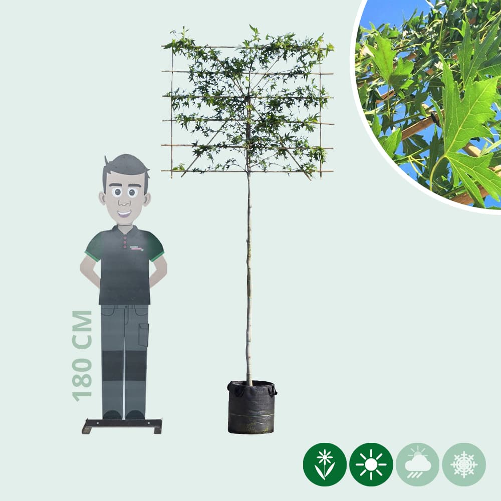 Amberbaum als Spalier