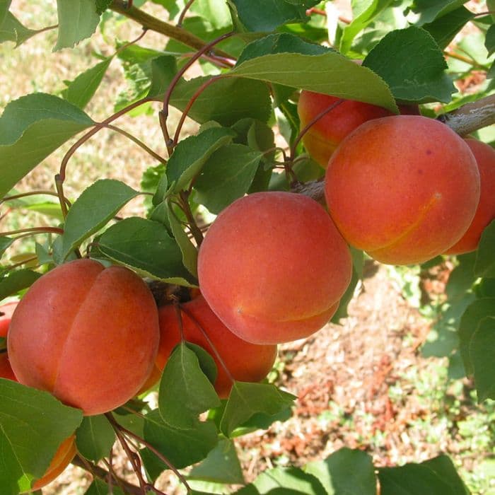 Aprikosenbaum