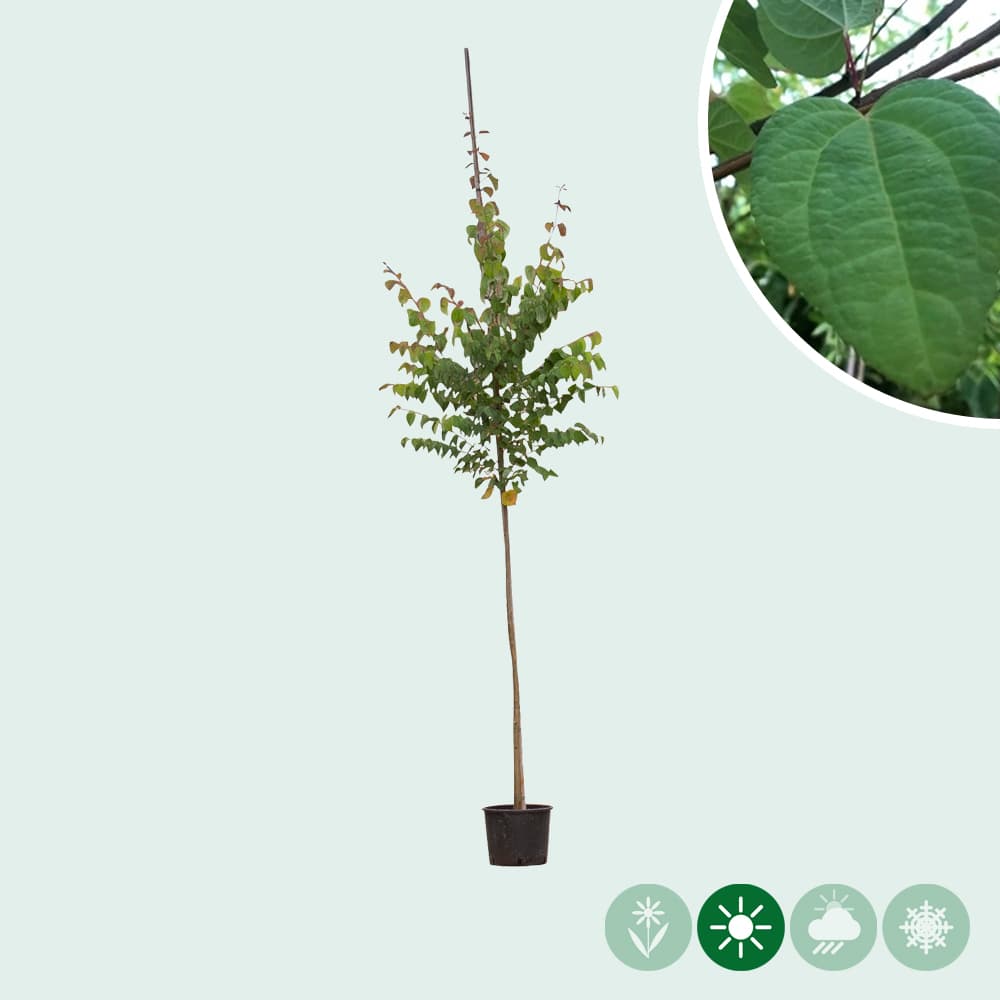 Katsura-Baum