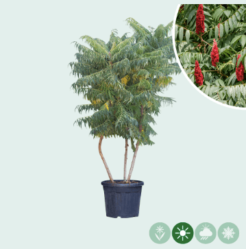Essigbaum