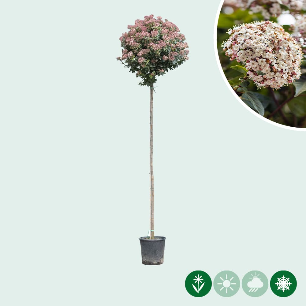 Schneeball baum (Viburnum)