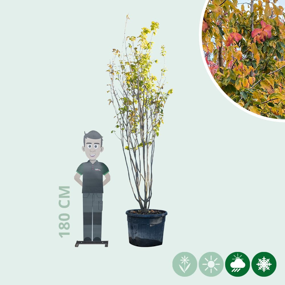 Eisenholzbaum mehrstämmig