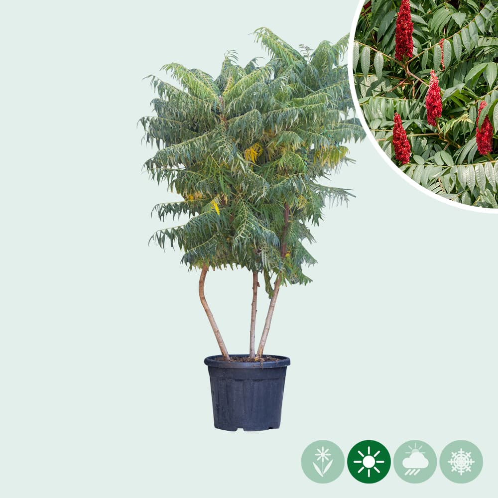 Mehrstämmiger Essigbaum