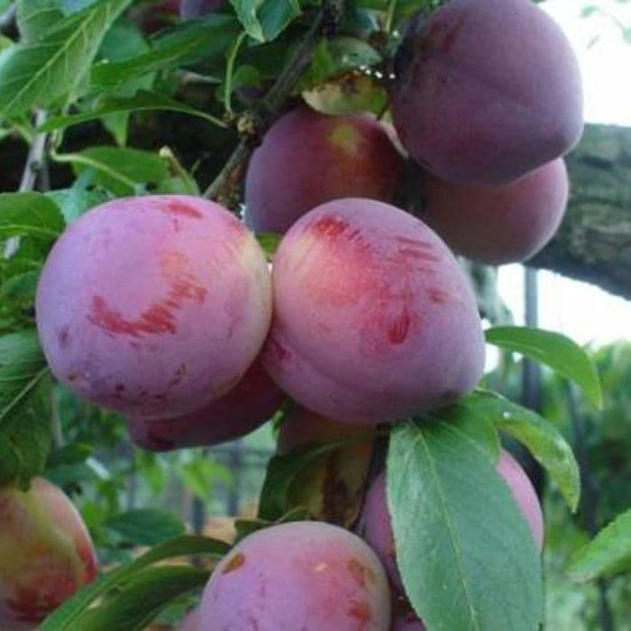 Prunus domestica Reine Claude d'Althan