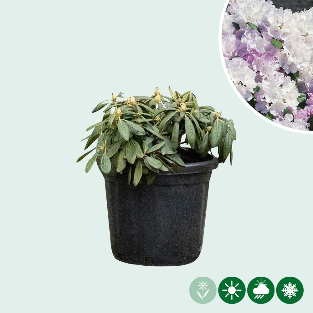 Rhododendron Silberwolke