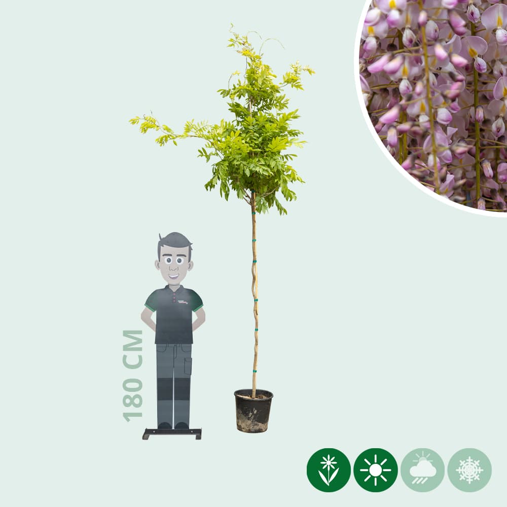 Rosaregen Rosea auf stamm