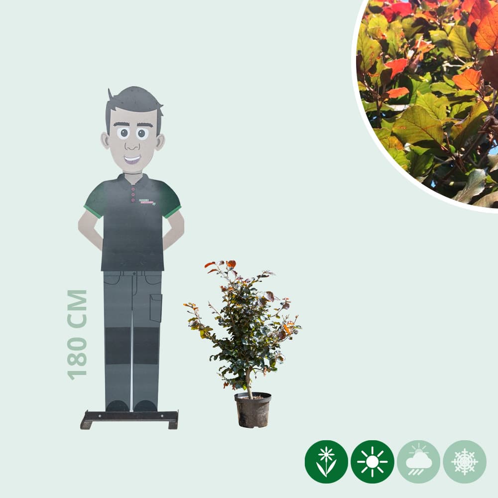 Blutbuchenhecke pro Meter zweireihig