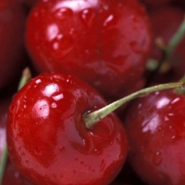 Prunus avium Doppelte Maikirsche 2