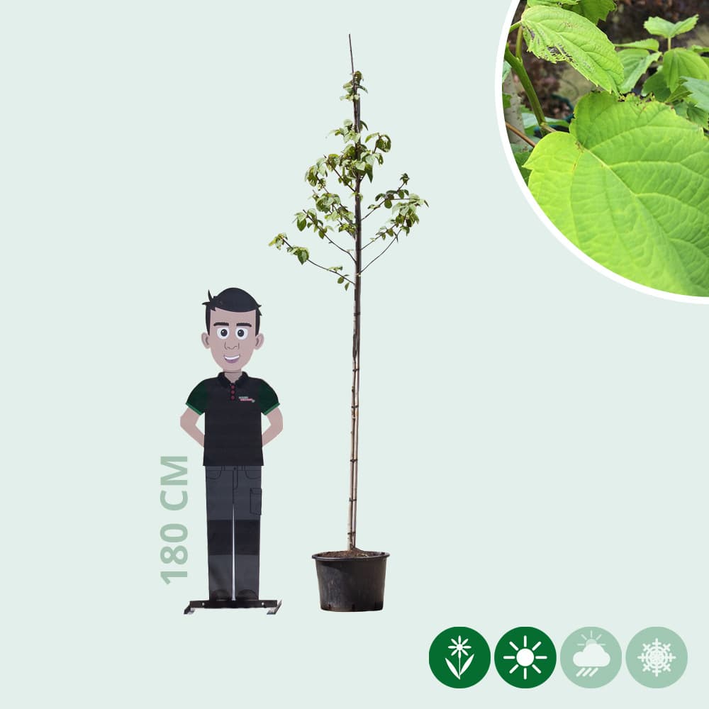 Taschentuchbaum