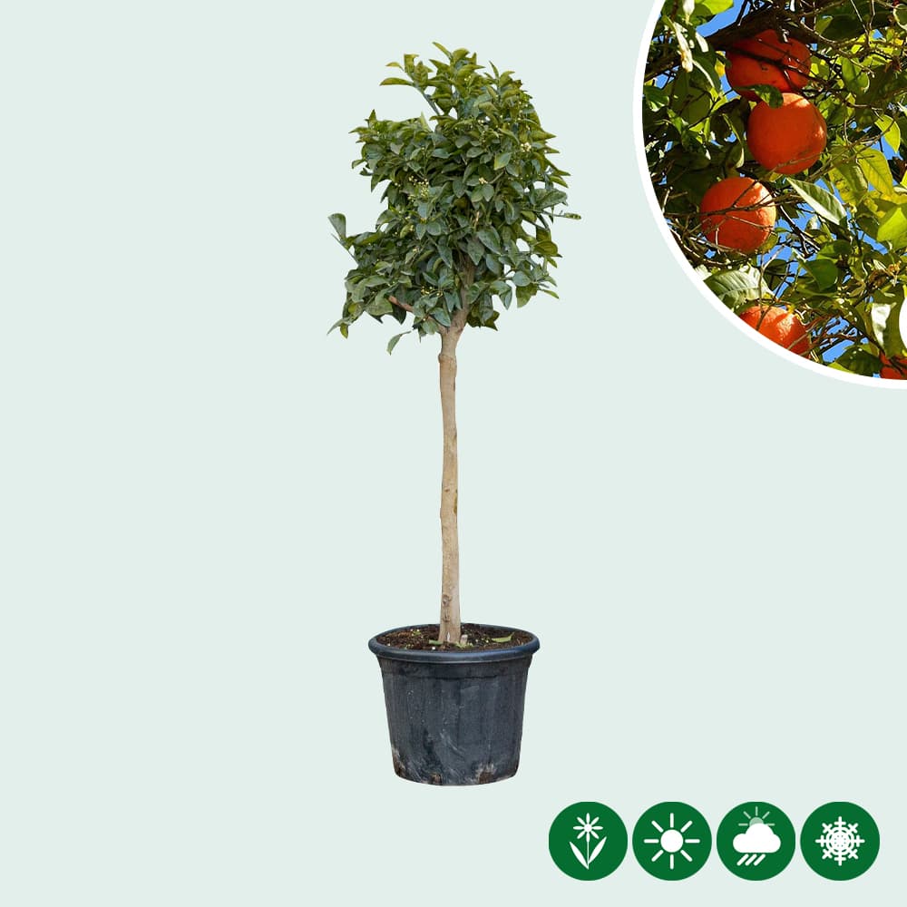 Orangenbaum