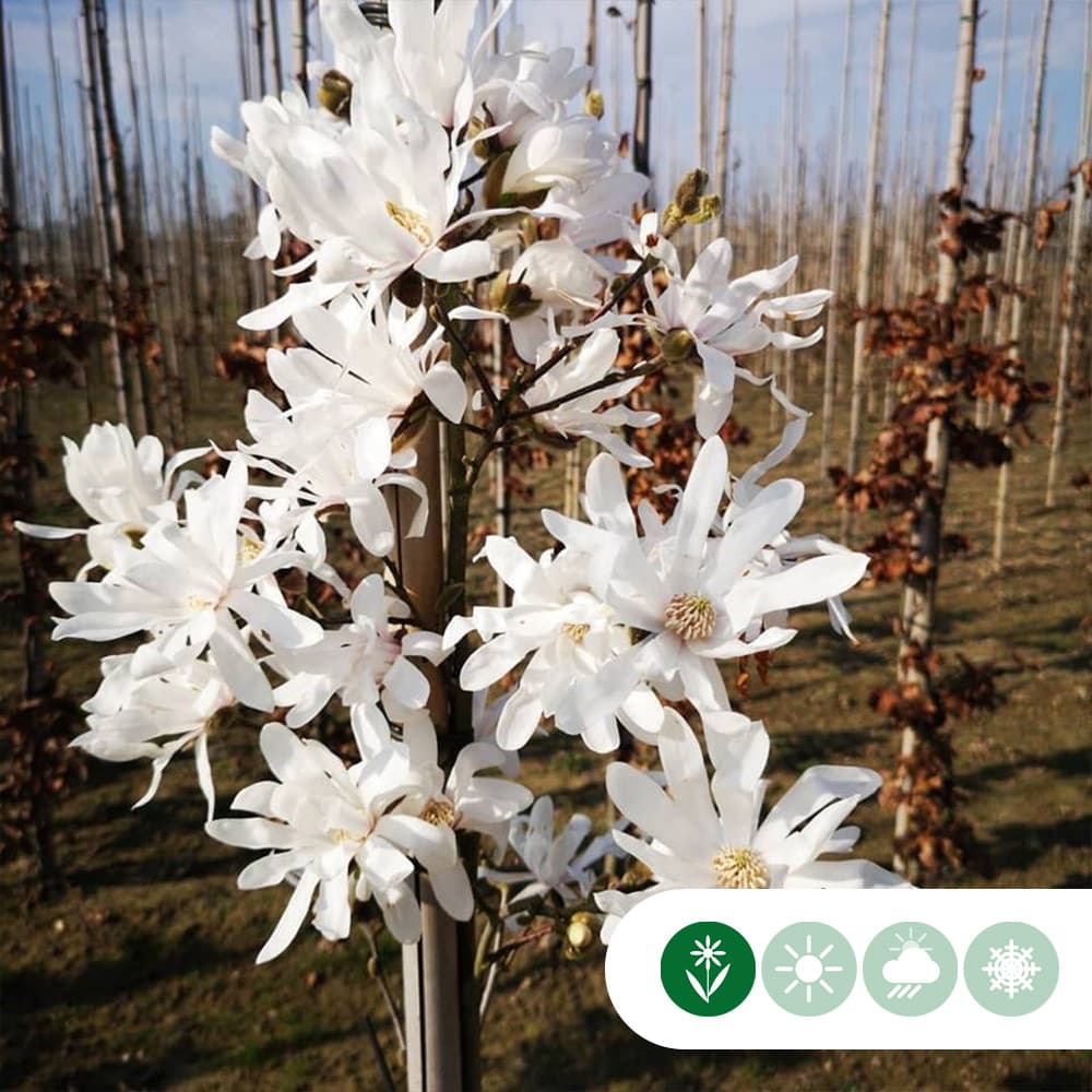 Magnolie 'Stellata'