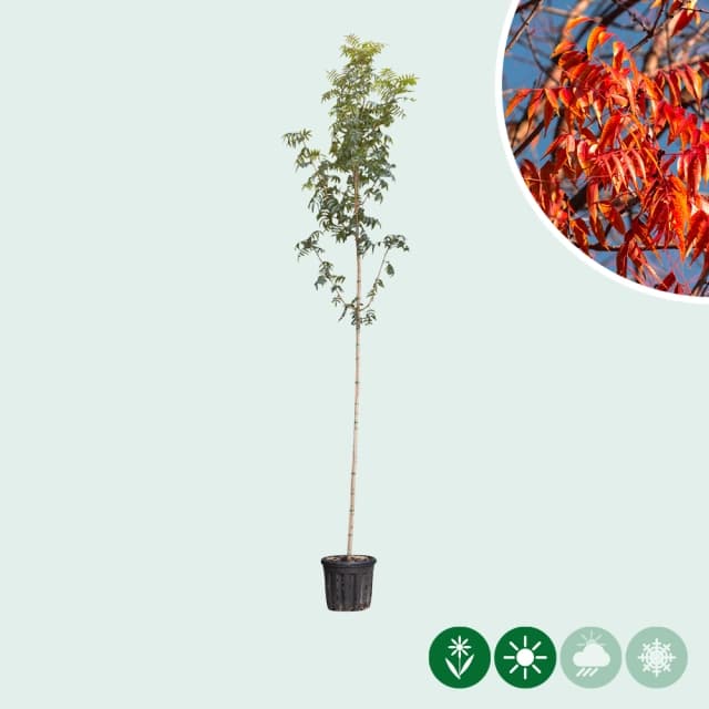 Chinesische Pistazie