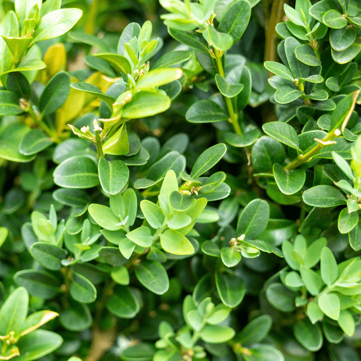 Gewöhnlicher Buchsbaum