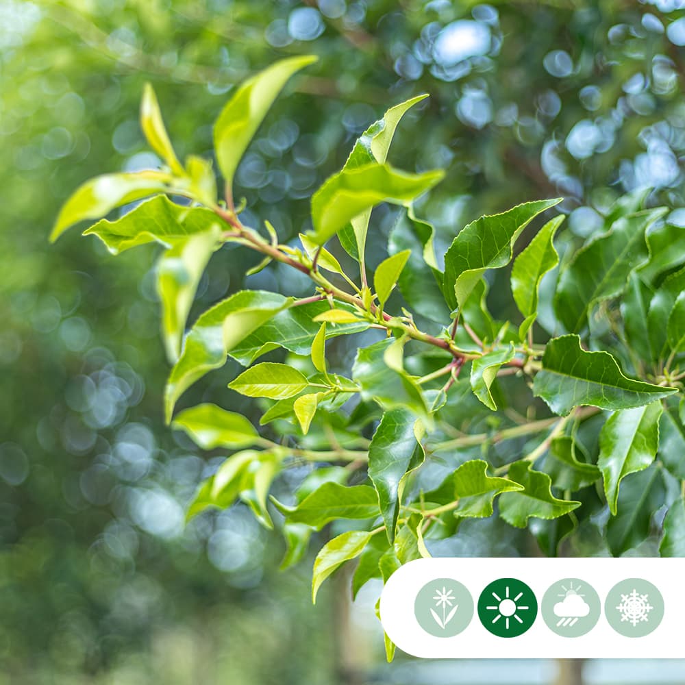 Portugiesischer Lorbeer in Kugelform