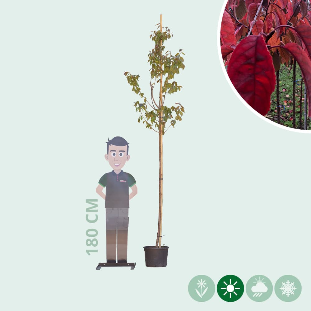 Japanische Blütenkirsche sargenti