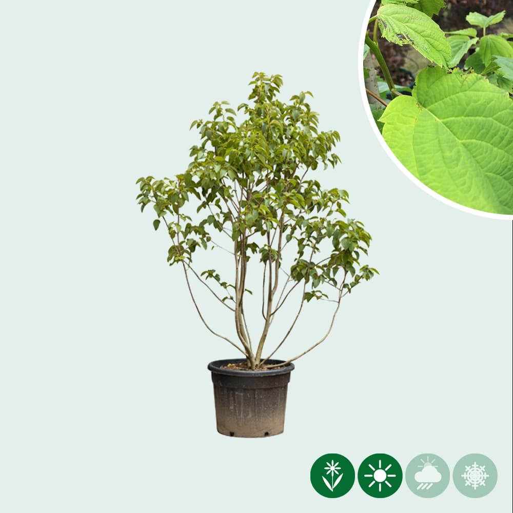 Taschentuchbaum mehrstämmig