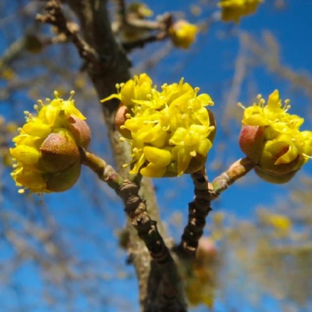 Kornelkirsche mehrstämmig